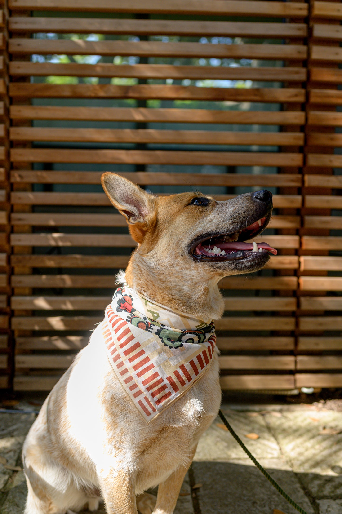 Dog wearing a bandana with a white and cream base featuring red and green paisley patterns sitting in front of a wooden fence.